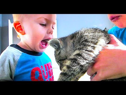 KITTIES AND BABIES!
