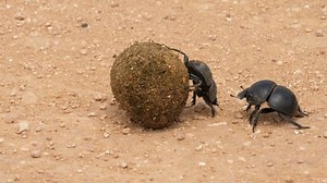 Close Female Flightless Dung Beetle Rolling: vídeo stock (100% livre de direitos) 1055443292 | Shutterstock