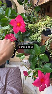 como fazer muda da planta Mandevilla com o galho dela #sucesso | Mundo das plantas