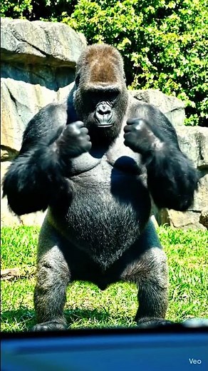 Massive Silverback Gorilla Shows Incredible Strength 🦍🔥 #shorts