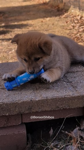 Shibas helping out with Spring cleaning 🧹 #shiba #shibainu