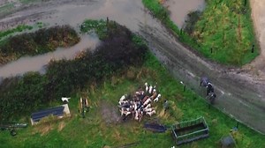 Exclusive footage shows how foxes are being illegally hunted by hounds