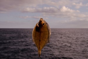 Sacando todo el partido al lenguado en temporada, un versátil pescado plano: cómo usarlo, en qué recetas y qué propiedades tiene