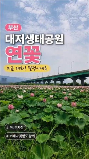 부산 강서구 대저생태공원 연꽃군락지를 다녀왔습니다. 여름 꽃 명소입니다.📍부산 강서구 대저생태공원🚗 p4주차장이용 7월 연꽃 개화현황 #대저생태공원 #부산연꽃 #flowers