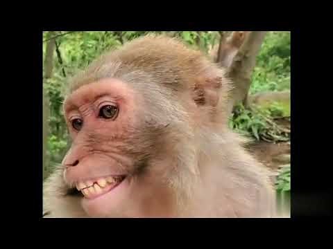 Monkey Laughing Meme