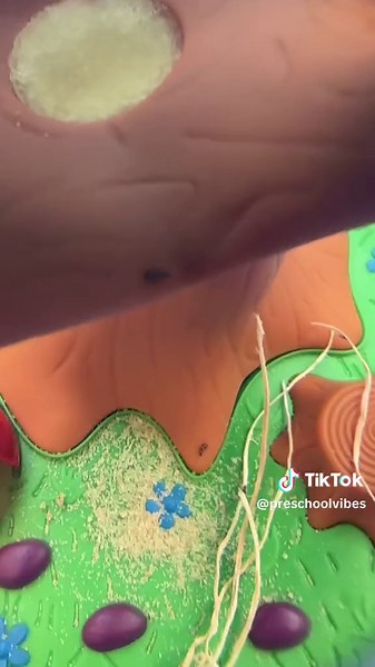 Observing Ladybug Larvae: A Classroom Adventure