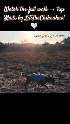 Just a peaceful walk with 2 Cute Tiny Chihuahuas