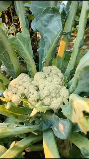 My first cauliflower growing journey! 🌱🥦From tiny seed to healthy plant using only organic care