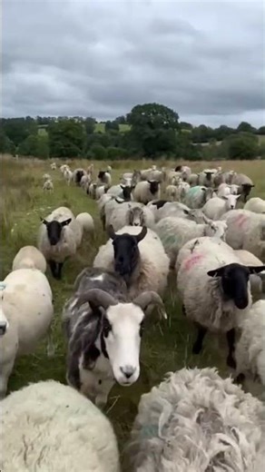 Baaing Sheep on farm