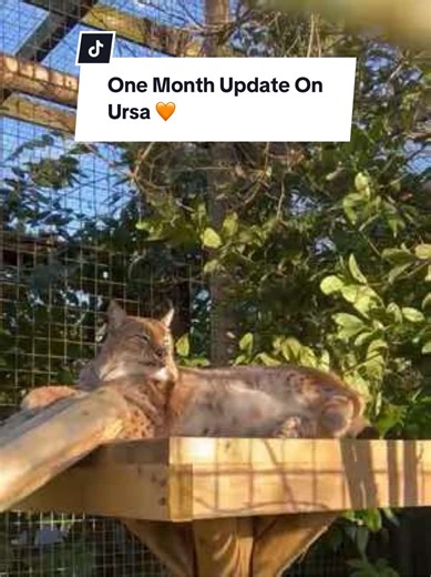 Ursa's Remarkable Progress in One Month