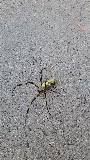 #蜘蛛Spider【散歩？デカ🤣】#shorts