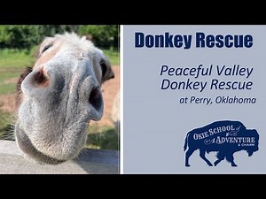 Hanging Out With Awesome Donkeys at the Peaceful Valley Donkey Rescue in Perry, Oklahoma