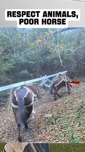 Penampakan langka, satu muatan pake 2 tenaga kuda 🔥 #fyp #reels #kuda #horse #peternak #horses #history | Ayu Gelo