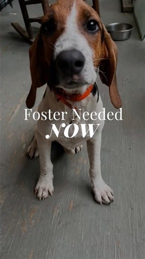 URGENT Foster Needed for a Hound Puppy in Western North Carolina