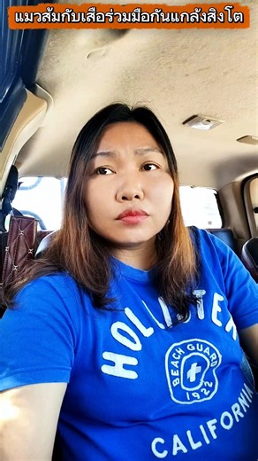 แมวส้มกับเสือร่วมมือกันแกล้งสิงโต #บังเอิญเจอ #funny #การแสดงเท่านั้น