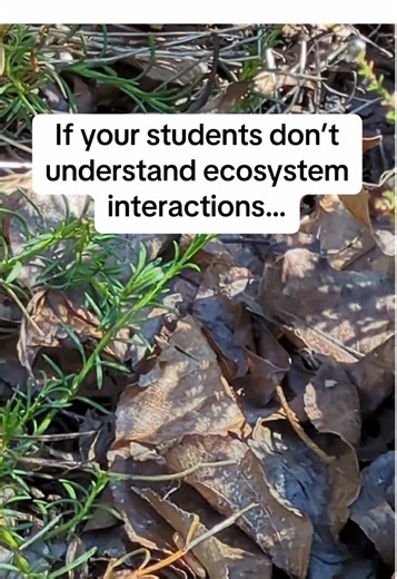 There are ecosystems all around us. We don’t need a rainforest or a fancy terrarium— just take a look outside. These are some of my favorite outdoor activities for ecosystem interactions in elementary science.