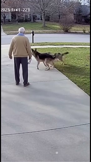 Coyote Ambushes Elderly Person — German Shepherd Tackles It at Full Speed