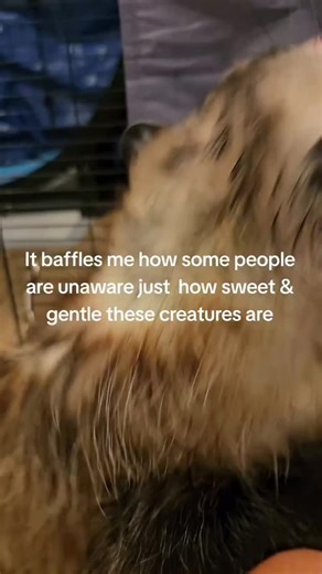 Funny Opossum Memes on Instagram: "When life gets tough… just play dead like an opossum 😴💀😂” 💬 Who else relates to this opossum energy today? 📲 Tag your friend who needs a “mental possum break.” ❤️ Because sometimes surviving IS self-care. ✅ Follow @opossum261 for more cute chaos! --- 🔖 Hashtags (High Reach + USA Based Mix) #opossum #opossum,,love #opossumsofinstagram #cutepossum #possumlife #opossummemes #opossumhumor #wildlifephotography #funnyanimals #possumvibes #animalmemes #cuteanima