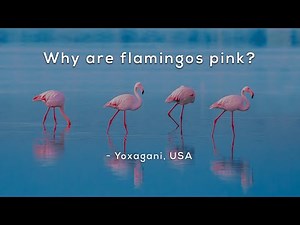 Why are flamingos pink?