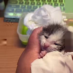 Milk cat records, various attempts on kittens who can’t suck milk | Cat House