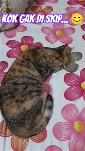 #sadcat #cat#cutecat