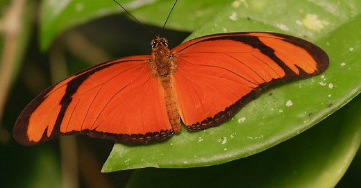 12 Types of Orange Butterflies with Pictures and Identification Guide