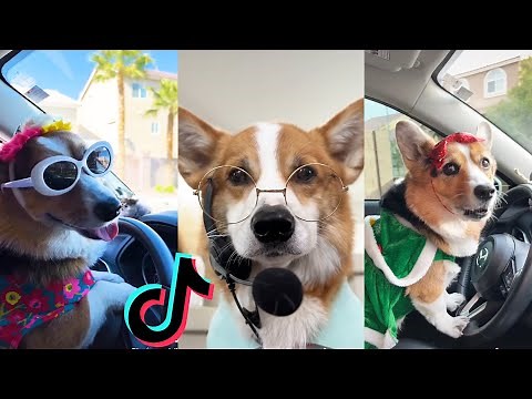 *1+ HOUR* New Best Hammy and Olivia Tik Toks 2022 - New Funny Tik Tok Memes - TikTok Famous
