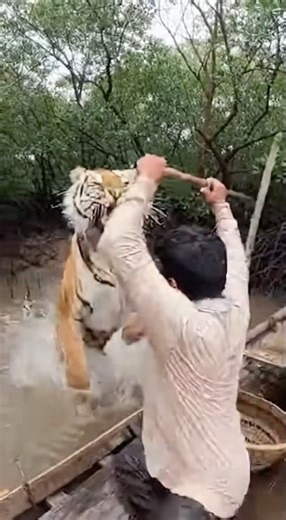 Royal Bengal Tiger Brutal Attack on Fisherman🧍‍♂️🐅 | Shocking Real Wildlife Footage
