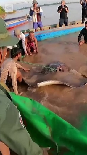 2.7M views · 36K reactions |  El pez de agua dulce más grande del...