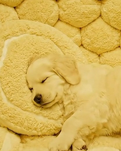 Matcha Bed for Your Puppy: The Perfect Relaxation Spot