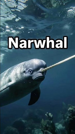 Narwhal Facts You Didn’t Know 🦄 #DidYouKnow