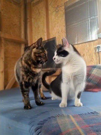 it's too funny YES omg plz watch new video grr