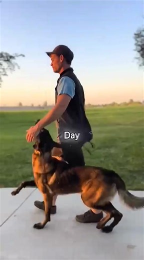 3 Reason You Should Think Twice Before Getting A Belgian Malinois | Belgian Malinois Life