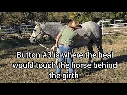 First session Moving the hindquarters using pressure points and buttons