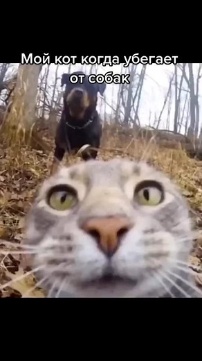 Мультики про котов и собак: Комичные моменты