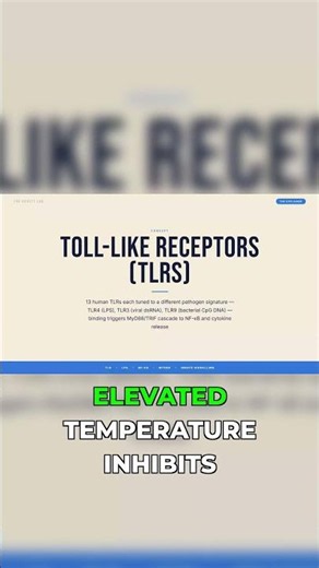 Fever is Your Body's 'Deliberate Overclock'!