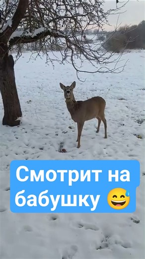 Косуля и яблоки 😅 #зима #животные #деревня #прикол #winter #deer #funny #wildlife #wildanimals