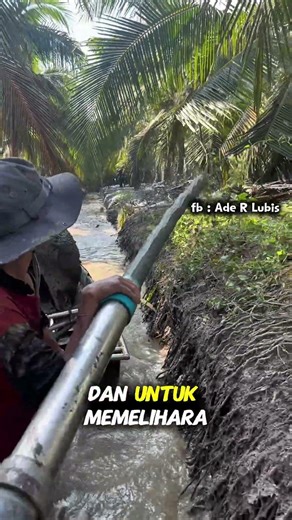 teknik unik pertanian kelapa di Thailand #farming #agrikultur #organicfarming #agriculture