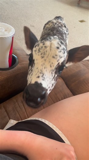 Throwback to my tiny house cow that got moved out with a bull the other day 🥹❤️ #Ivy #Microcow #WesternHeritage #HouseCow | Midnight Mini Cattle Company