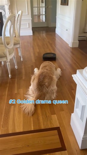 Top 5 Dogs vs Roomba #dog #funny
