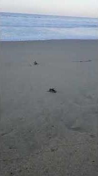 découverte des tortues au pac du Meru Betiri, Sud de l île de Java juillet 2025, 6h du matin