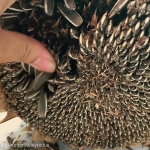 634K views · 966 reactions | Unmute for the full experience  Thanks to: https://www.instagram.com/urbanvalleyredux/ https://www.instagram.com/xsimamora/ | Tasty UK | Facebook