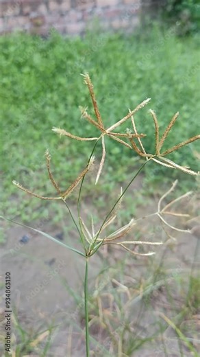 Close-Up of Dactyloctenium Rhodes Grass Bermuda Flowers in Natural Habitat, Swollen Finger Grass, Cynodon Dactylon, Grama, 4K Smooth Pan of Greenery and Allergen Plants in Nature