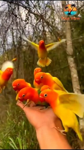 #facts #nature #beautifulworld #travel #worldattractions #shortsviral #beautiful #worldsgk #scenery