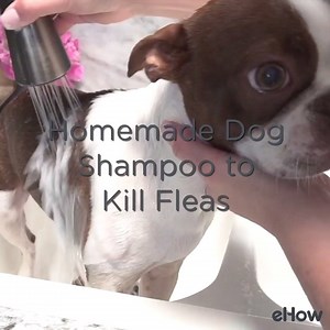 Got fleas? Kick 'em to the curb for good. | ehow