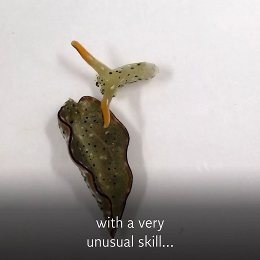 Sea slug can decapitate itself and regrow its entire body, scientists discover | The Independent