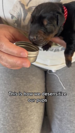 Early Neurological Stimulation and Desensitization for Doberman Puppies