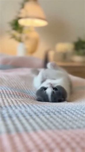 Kitten Doing the Happy Wiggle 🐱💖