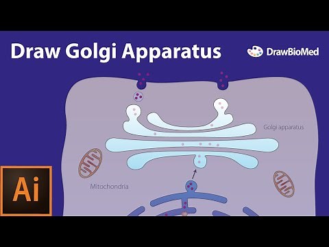 Draw Golgi Apparatus | Graphical Abstract | Scientific Illustration Adobe Illustrator