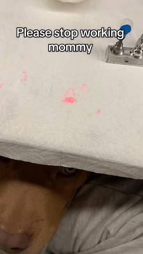 One thing about hemi is he is CLINGY 😂 #puppy #Fyp #americanbully | Hemiboy